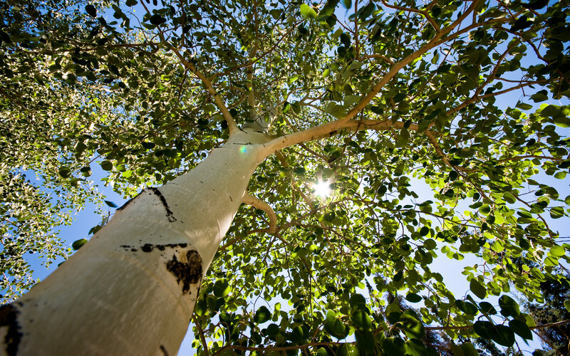 Aspen Tree Canopy