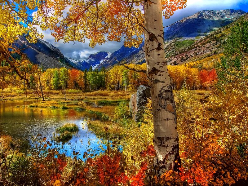 Aspen Tree in Autumn