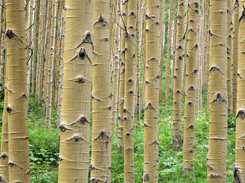 Aspen Tree Trunks