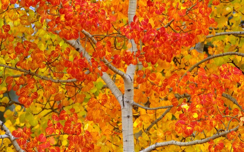 Aspen Tree with Autumn Leaves — Red