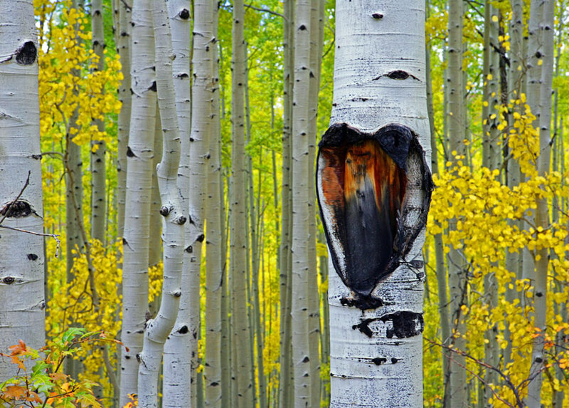 Aspen tree with heart-shaped cavity