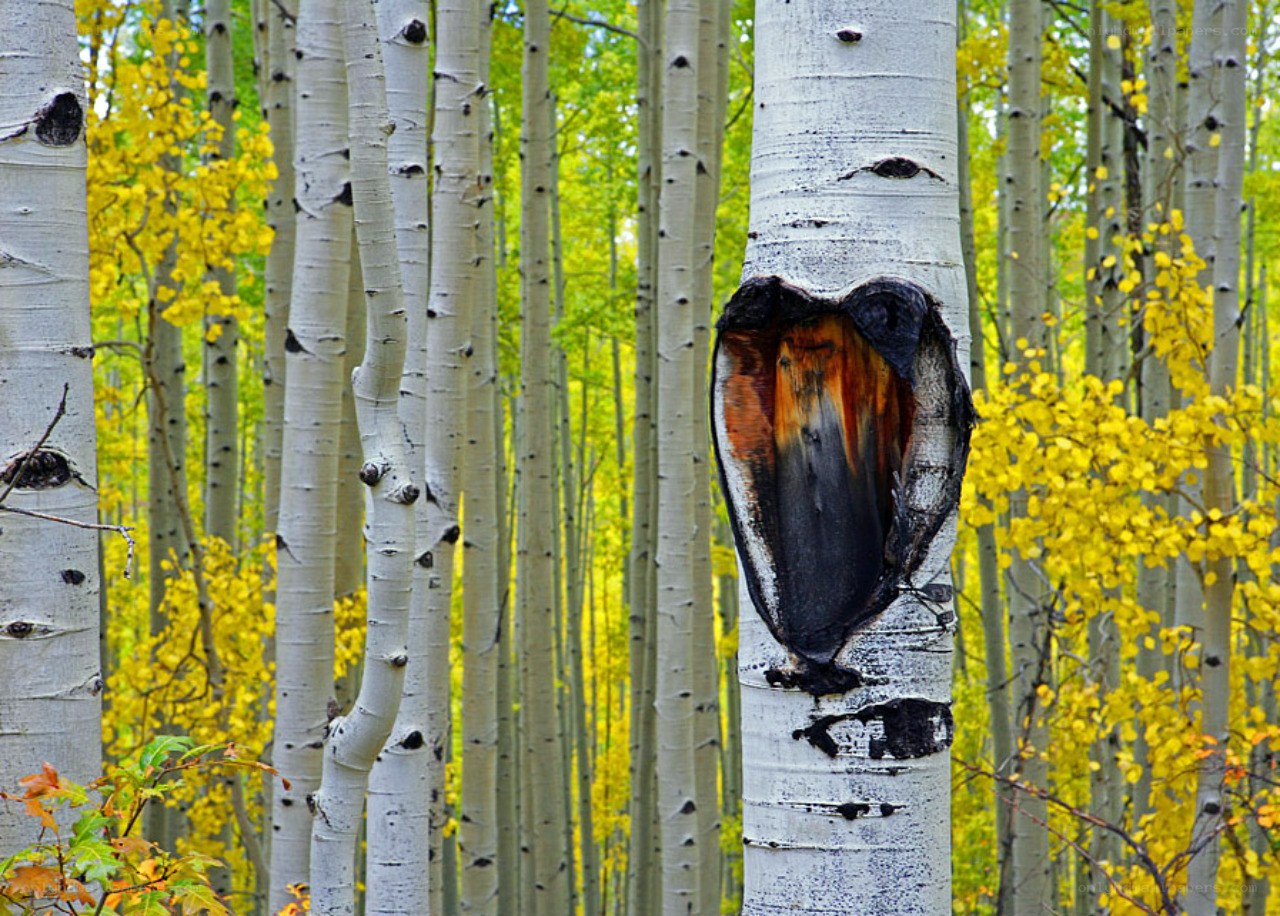 Aspen tree with heart-shaped cavity