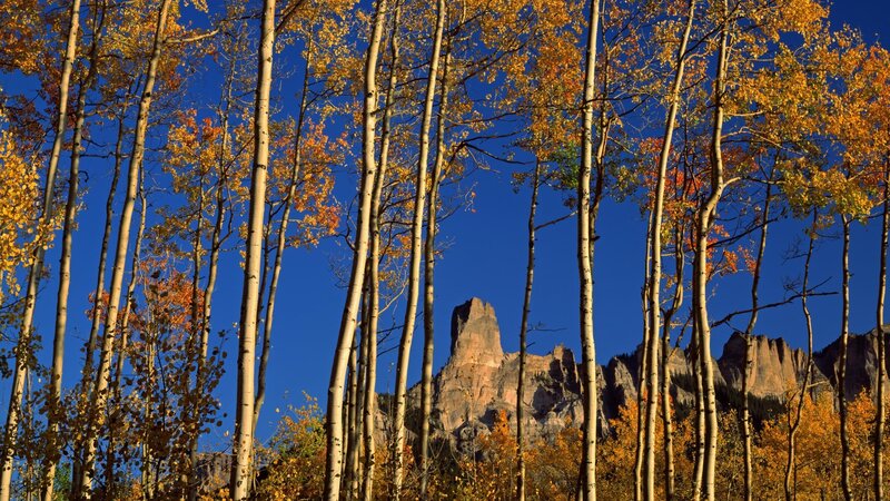 Aspen Trees and Rock Formation