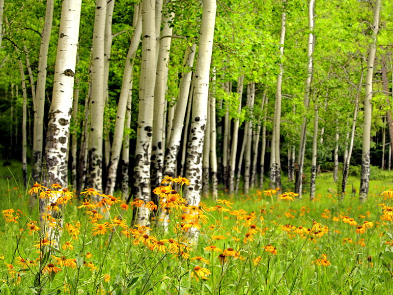 Aspen Trees and Wildflowers
