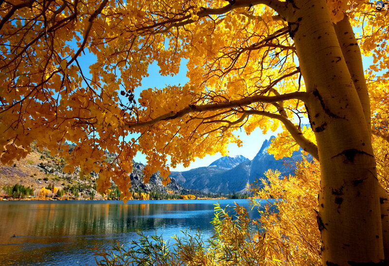 Aspen Trees by Lake