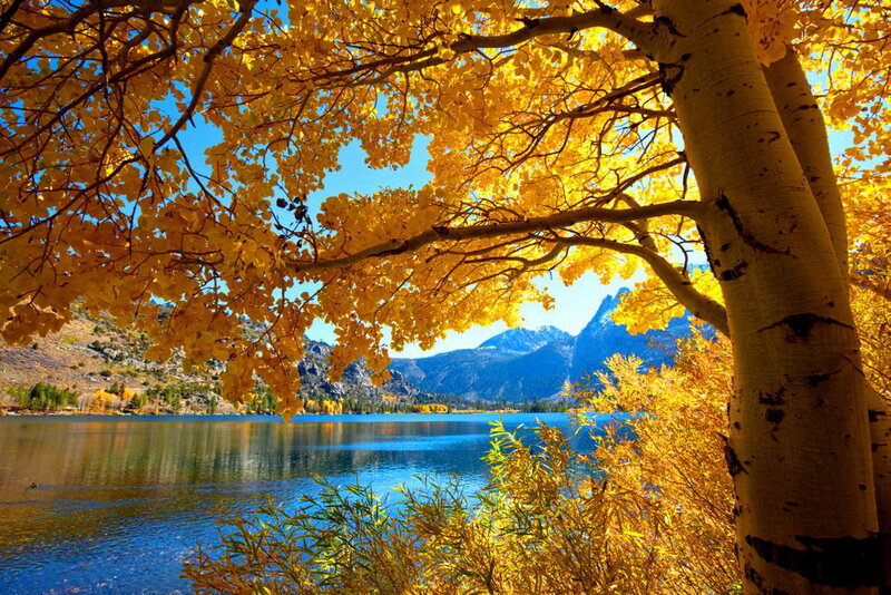 Aspen Trees by Lake — Yellow