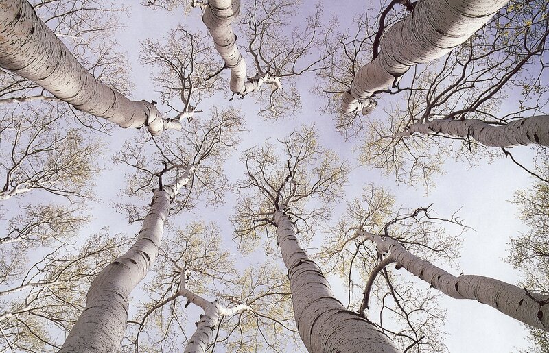 Aspen trees from below