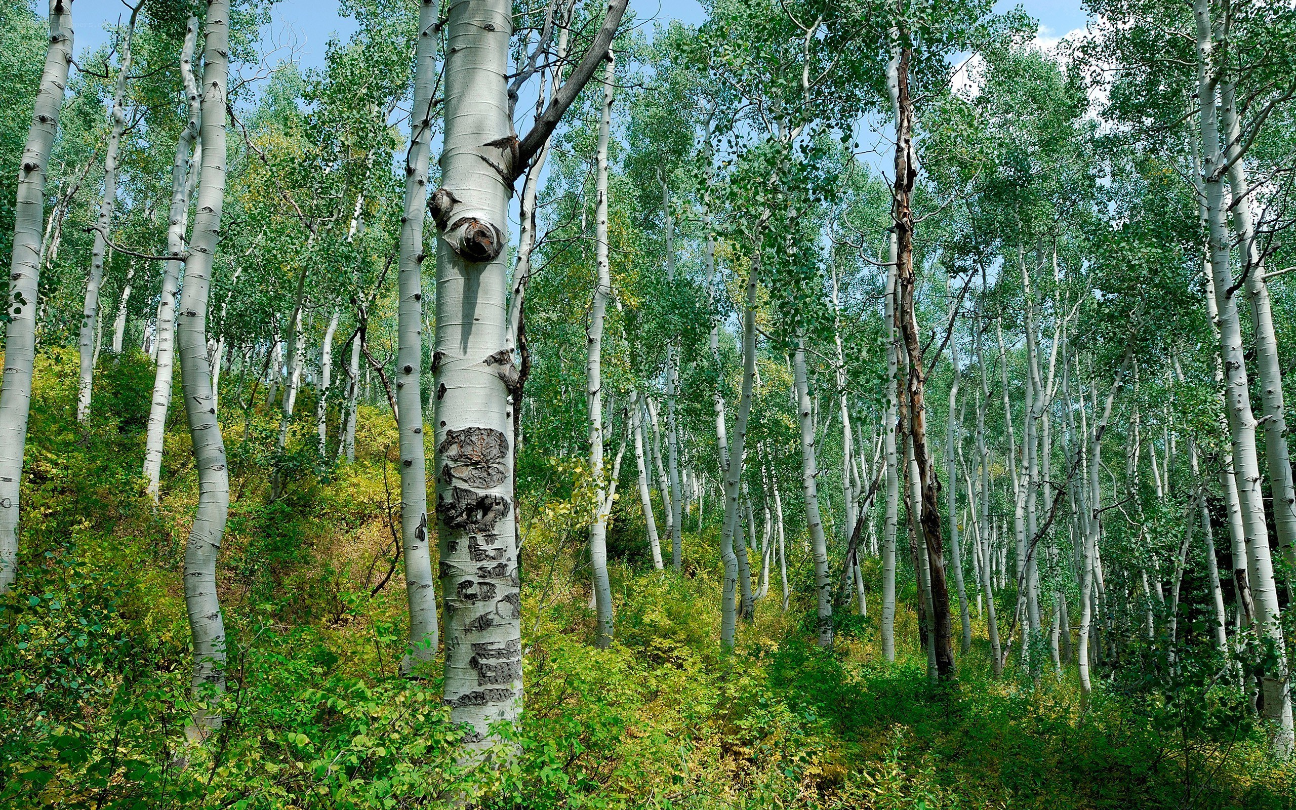 Aspen trees in a forest