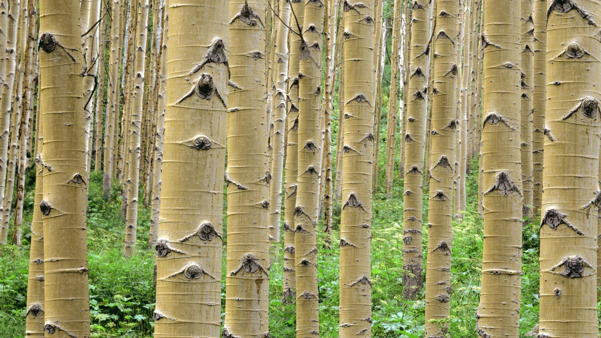aspen trees in a forest