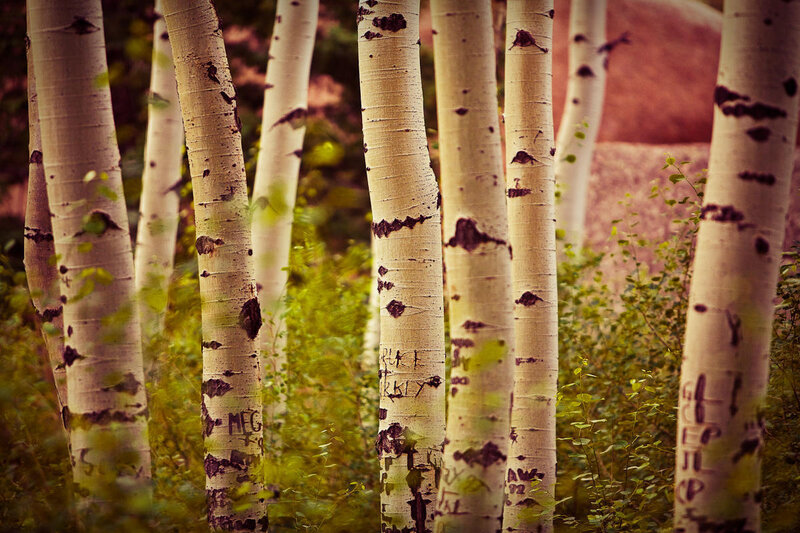 aspen trees in a forest