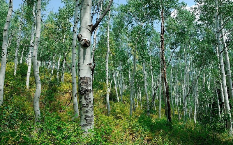 Aspen trees in a forest