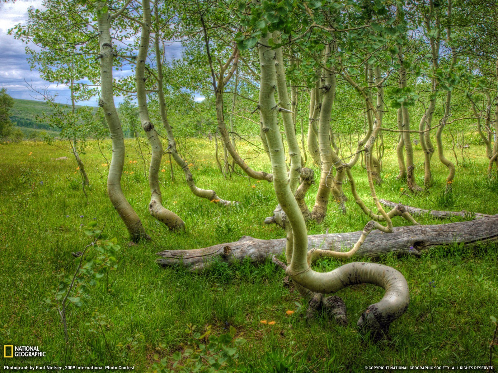 Aspen trees in a meadow