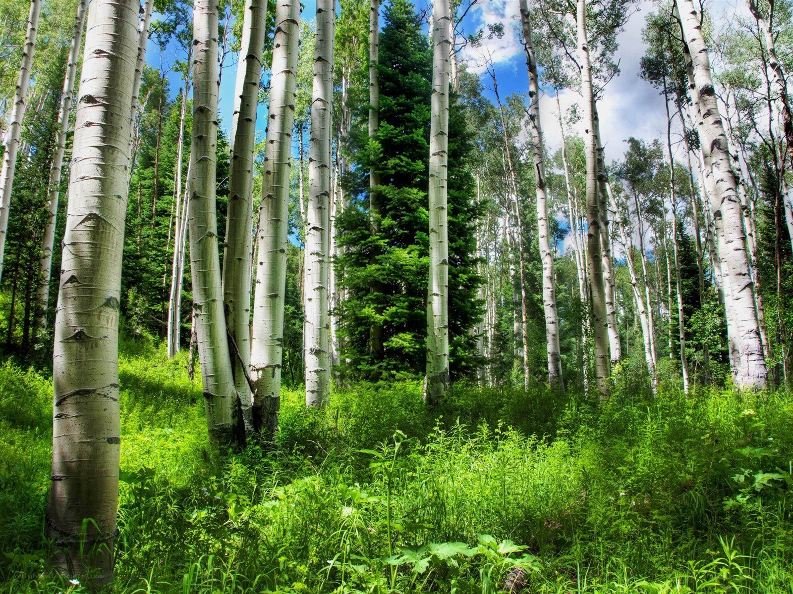 Aspen trees in a sunlit forest