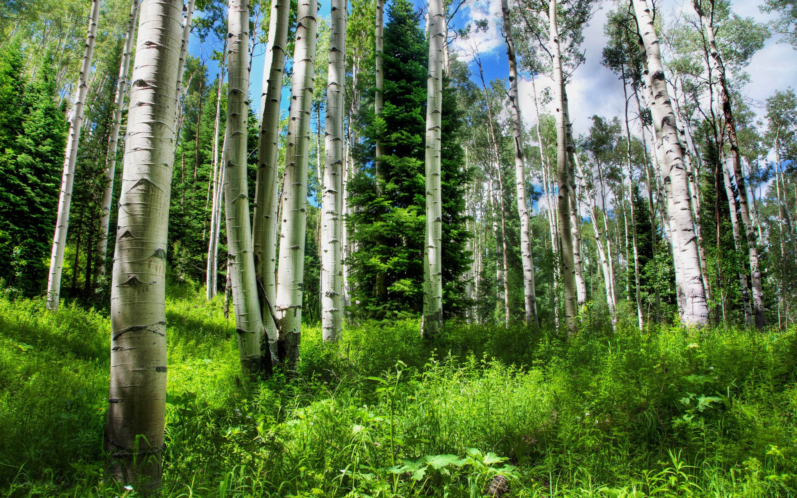 Aspen trees in a sunlit forest