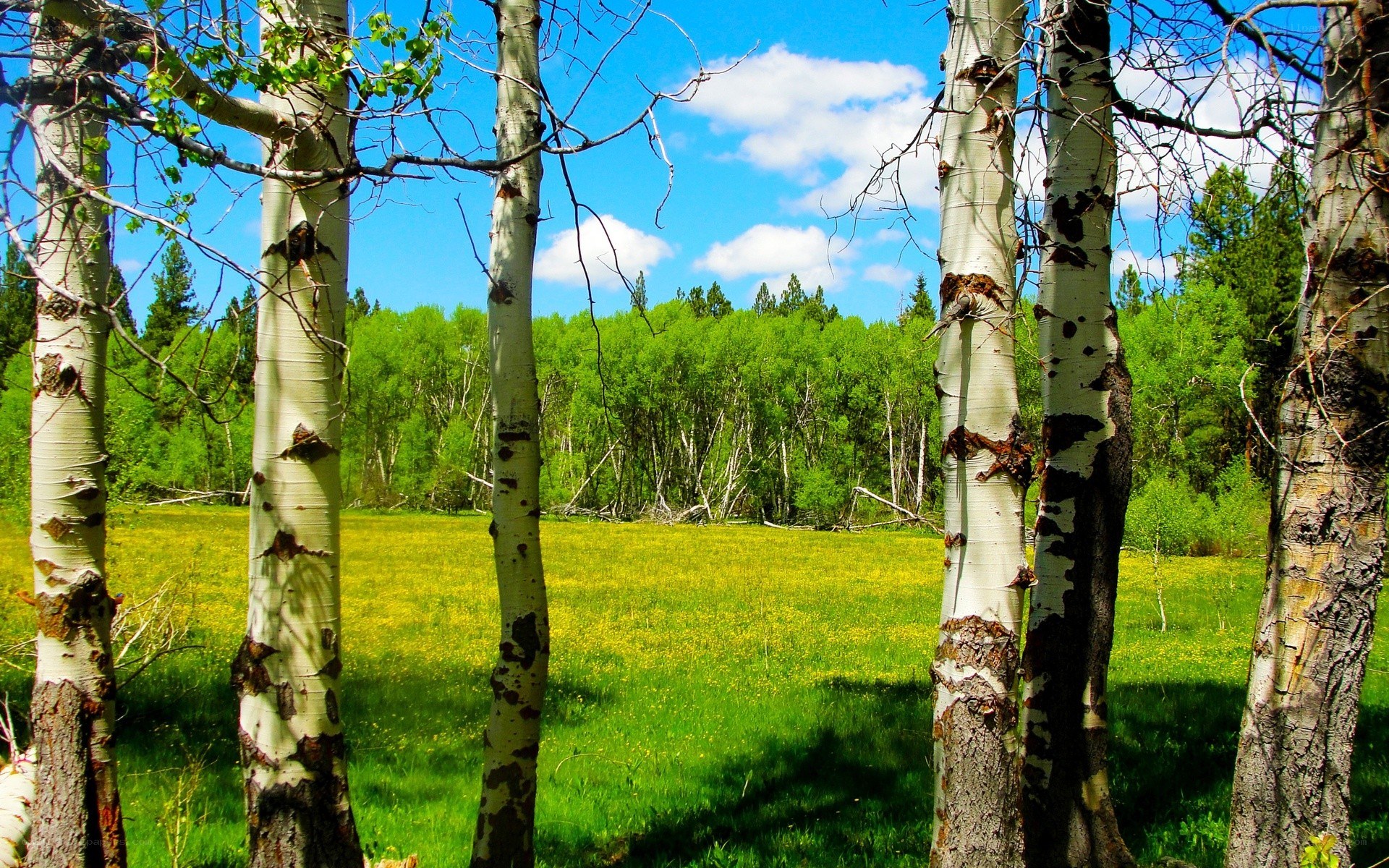 Aspen trees in a sunny meadow