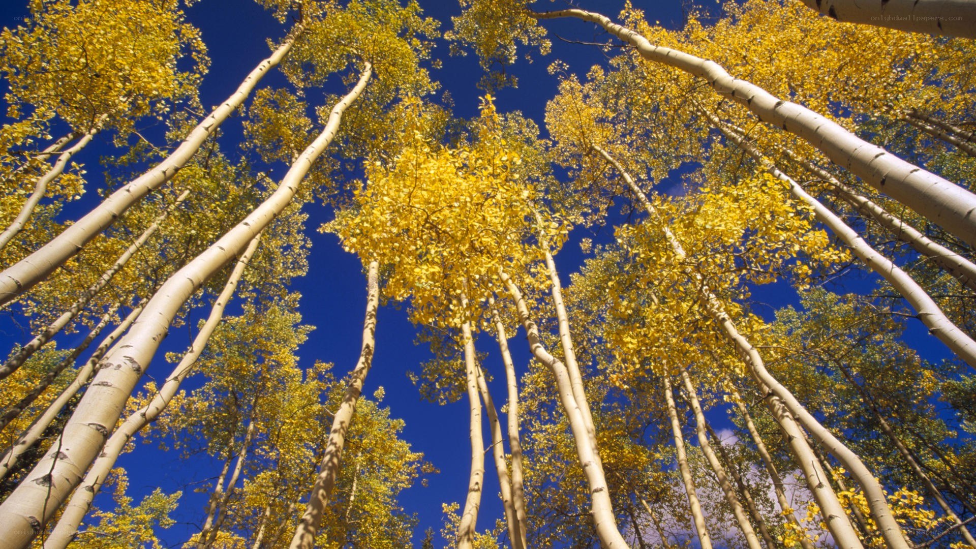 Aspen trees in autumn