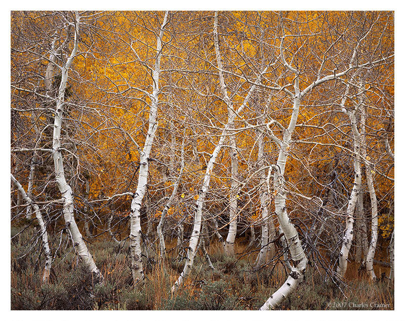 Aspen trees in autumn