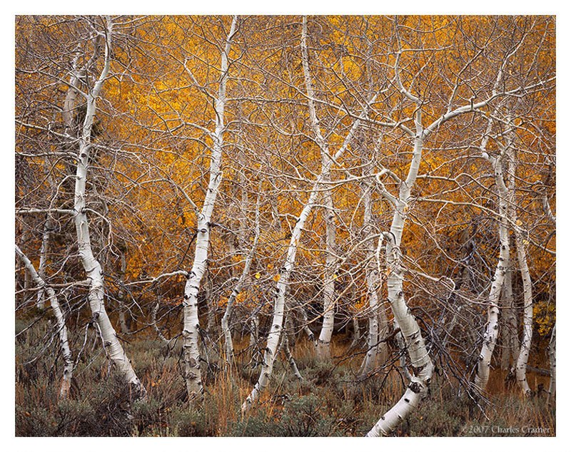 Aspen trees in autumn