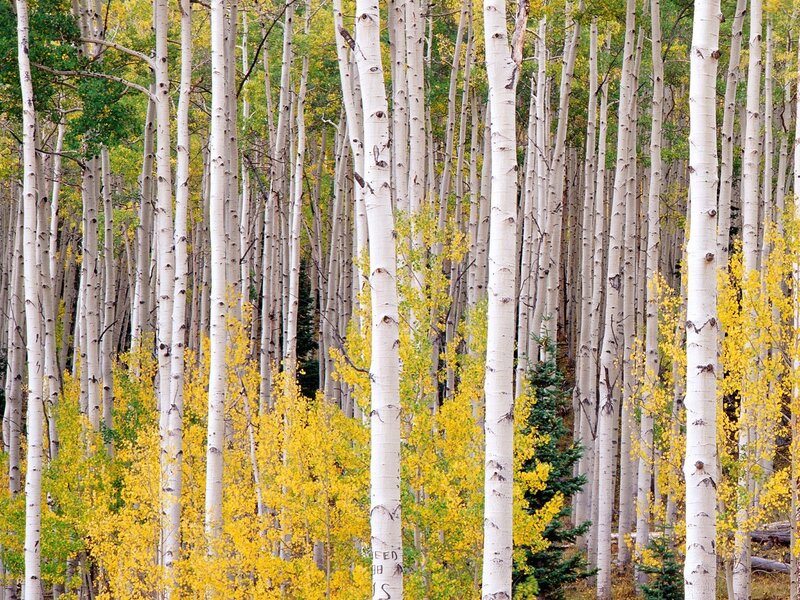 Aspen trees in autumn