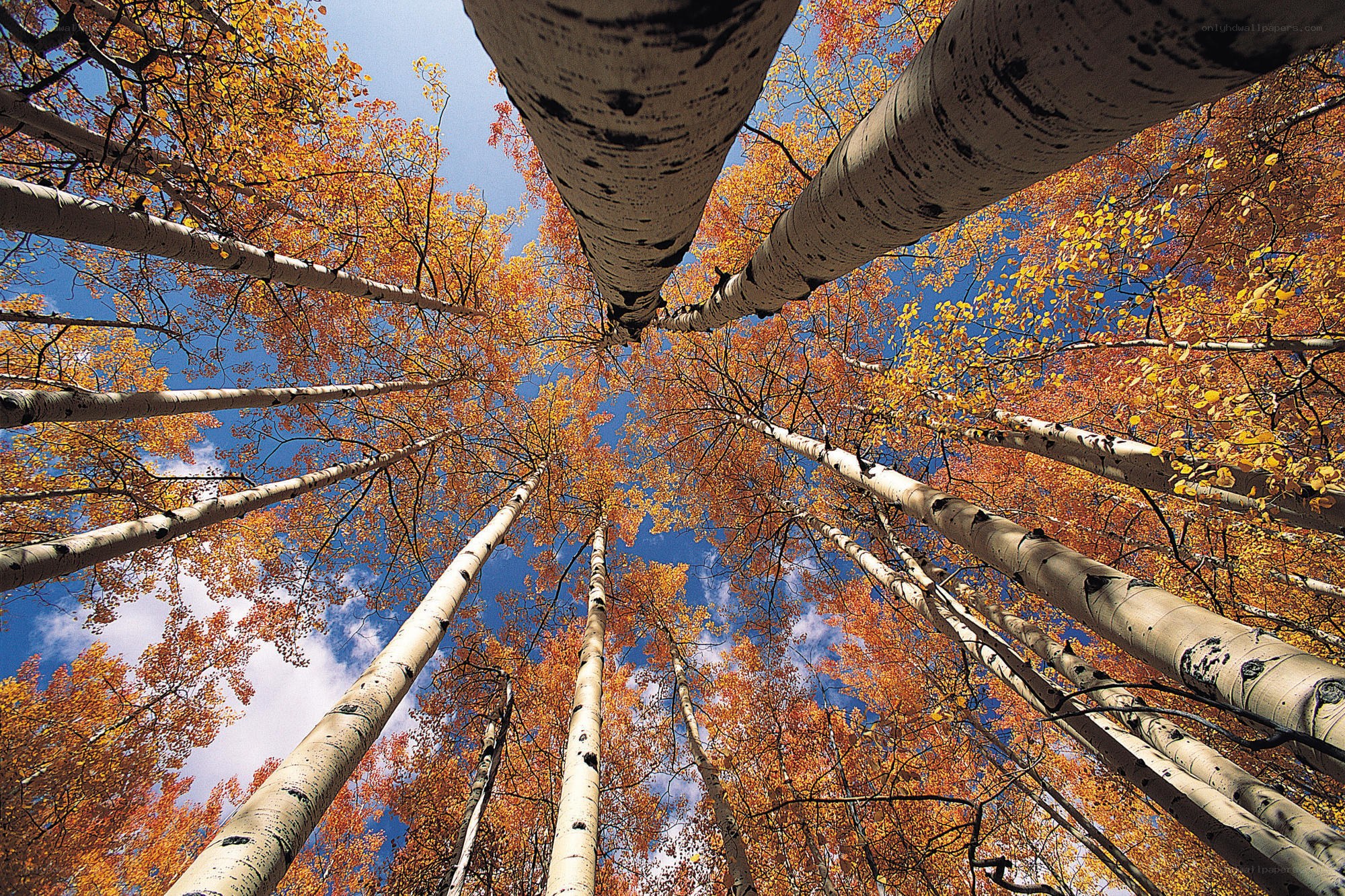 Aspen trees in autumn