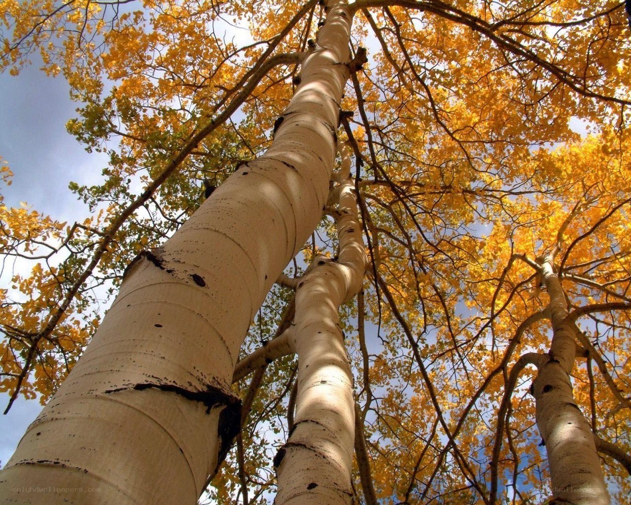 Aspen trees in autumn