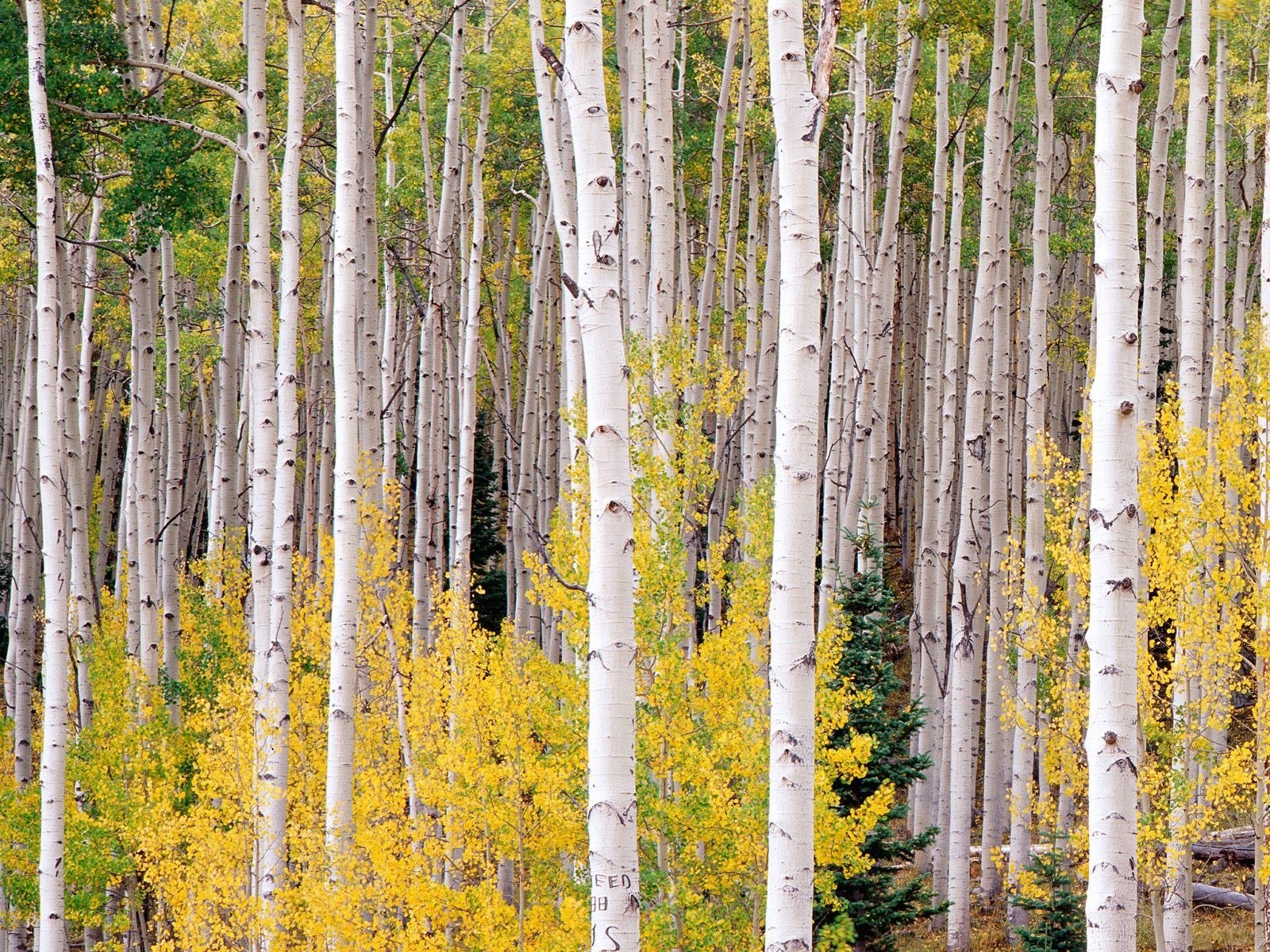 Aspen trees in autumn