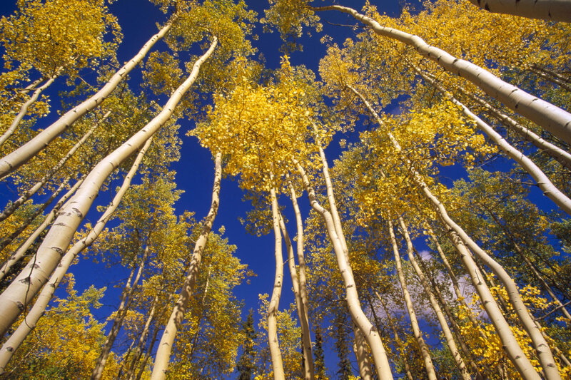 Aspen trees in autumn