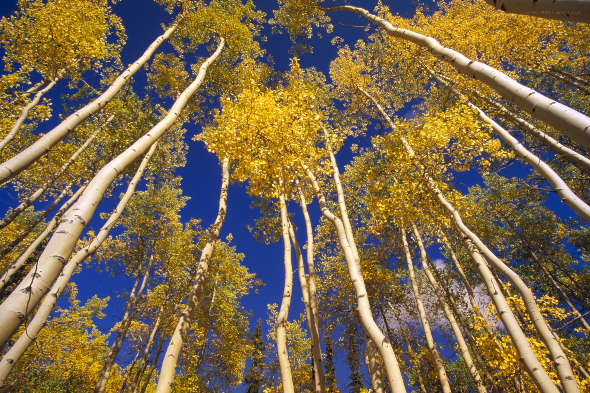 Aspen trees in autumn