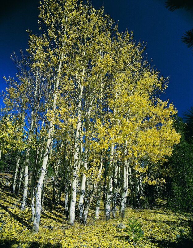 Aspen trees in autumn