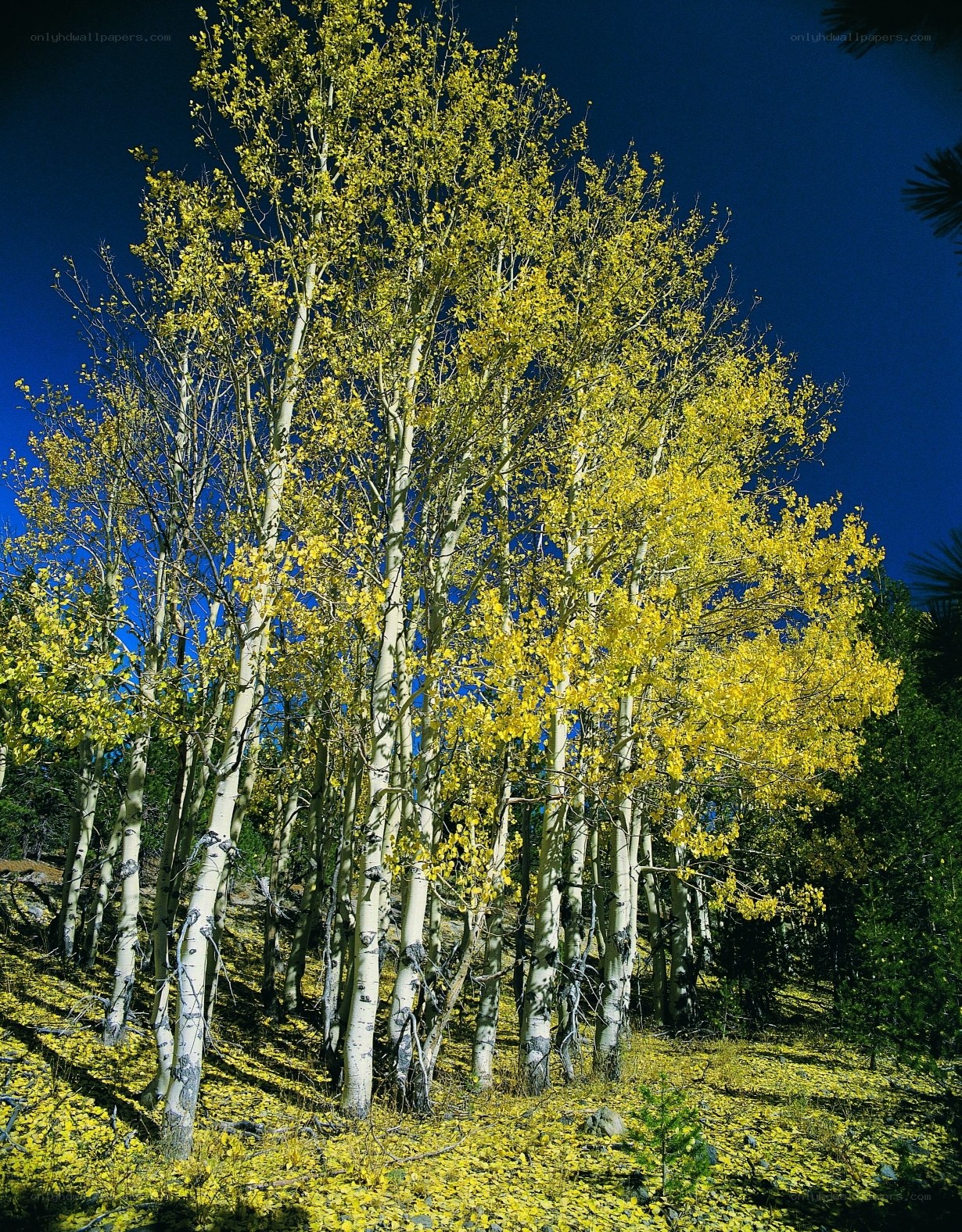Aspen trees in autumn