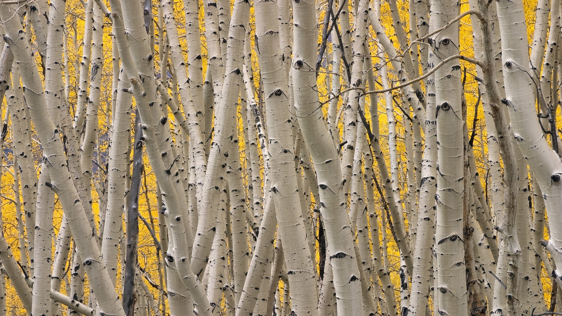 aspen trees in autumn