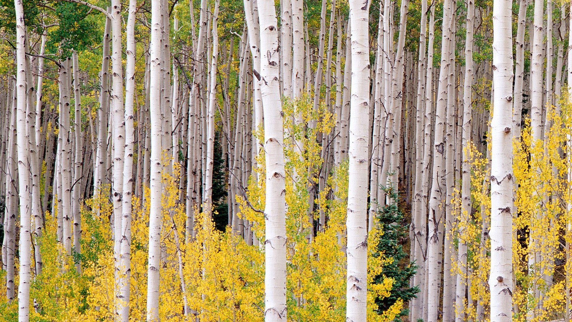 aspen trees in autumn