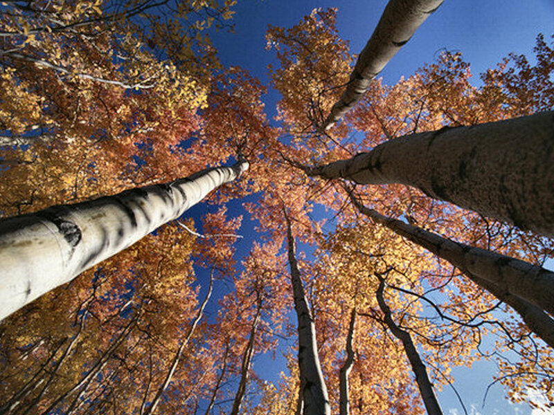 Aspen Trees in Autumn — Blue, Serene
