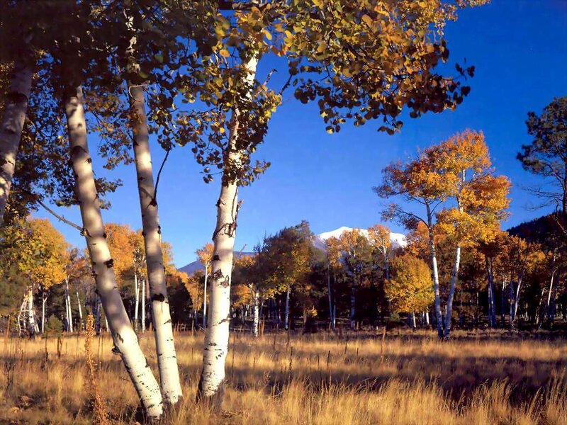 Aspen Trees in Autumn — Blue
