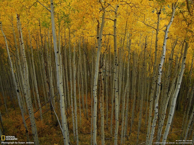 Aspen Trees in Autumn — Brown