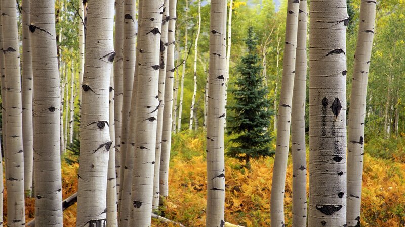 Aspen trees in autumn forest