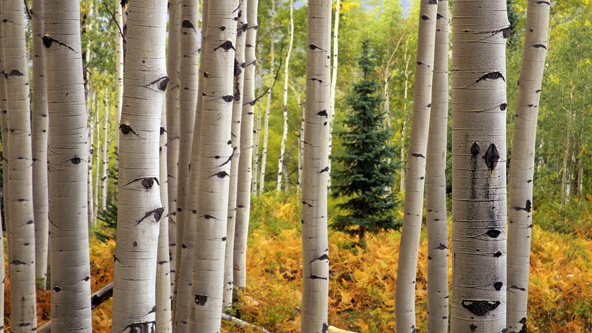 Aspen trees in autumn forest