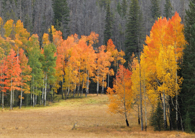 Aspen Trees in Autumn — Orange, Serene, Photograph, Forest, Grassland