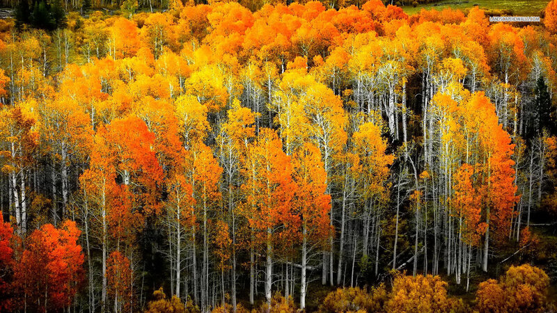 Aspen Trees in Autumn — Orange, Serene, Photograph, Forest, Leaves