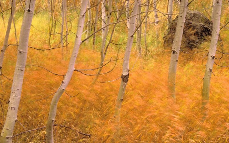 Aspen Trees in Autumn — Orange, Serene, Photograph, Grass, Rock
