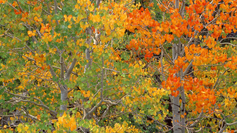 Aspen Trees in Autumn — Orange, Serene, Photograph, Leaves, Branches