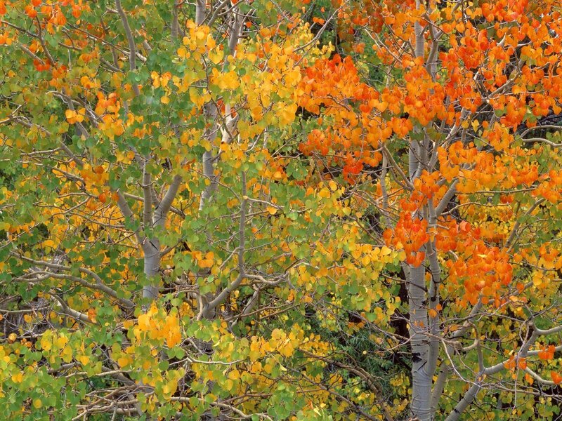 Aspen Trees in Autumn — Orange, Serene, Photograph, Leaves, Branches, Yellow