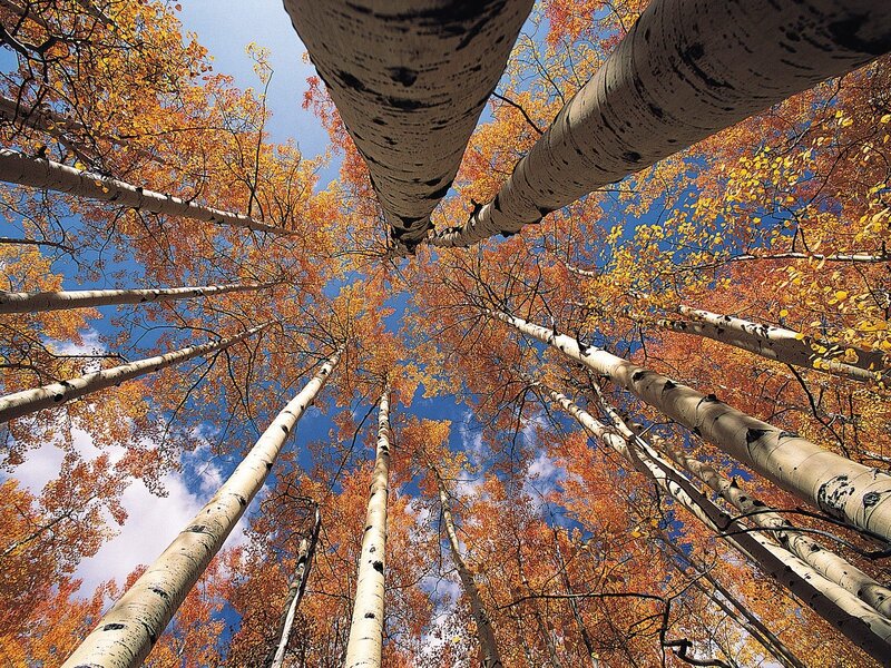 Aspen Trees in Autumn — Orange, Serene, Photograph, Leaves, Sky, Blue