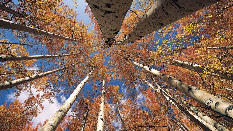 Aspen Trees in Autumn — Orange, Serene, Photograph, Leaves
