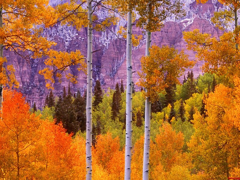 Aspen Trees in Autumn — Orange, Serene, Photograph, Mountains, Evergreen Trees