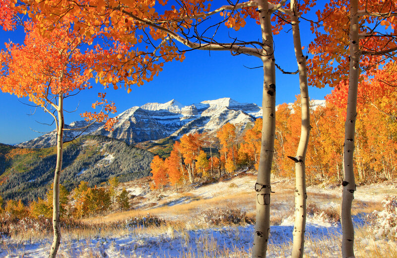 Aspen Trees in Autumn — Orange, Serene, Photograph, Mountains, Snow