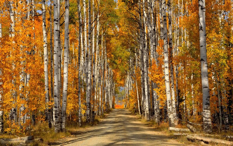 Aspen Trees in Autumn — Orange, Serene, Photograph, Path