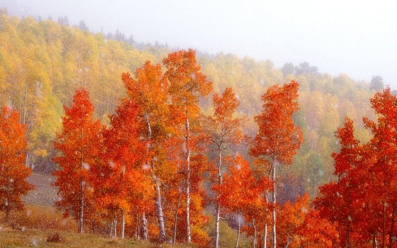 Aspen Trees in Autumn — Orange, Serene, Photograph, Snow