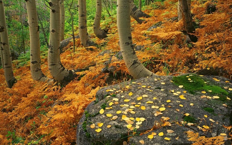 Aspen Trees in Autumn — Orange, Serene