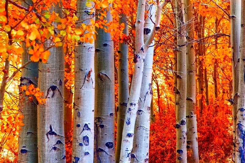 Aspen Trees in Autumn — Orange, Vibrant
